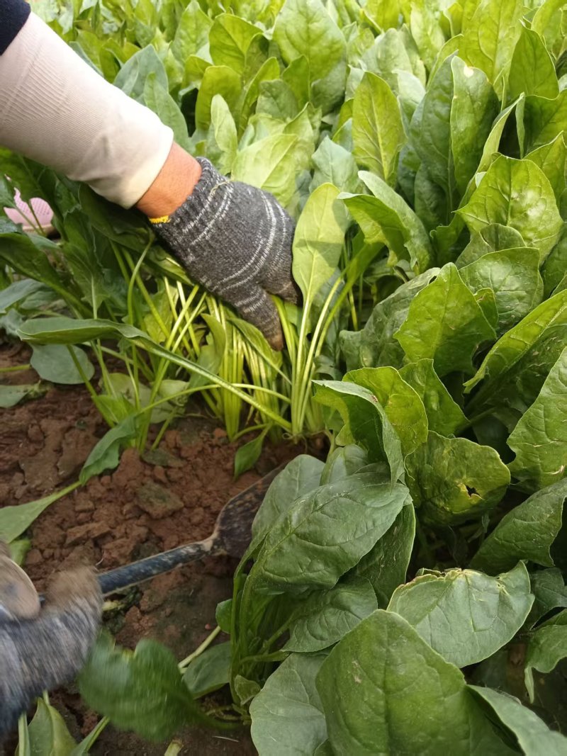 《精品菠菜》大叶菠菜/小叶菠菜/产地货源/全国整车批发