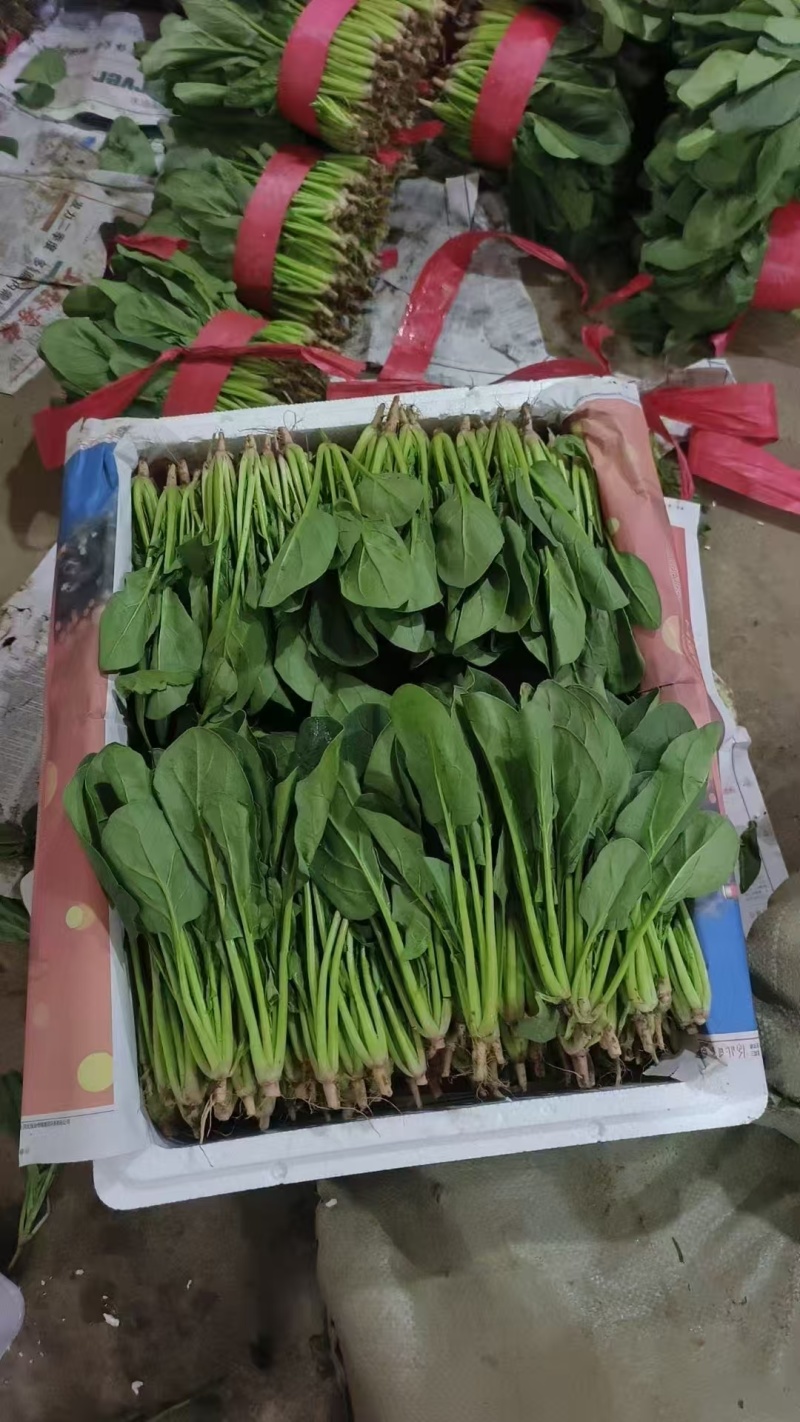 《精品菠菜》大叶菠菜/小叶菠菜/产地货源/全国整车批发