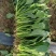 《精品菠菜》大叶菠菜/小叶菠菜/产地货源/全国整车批发