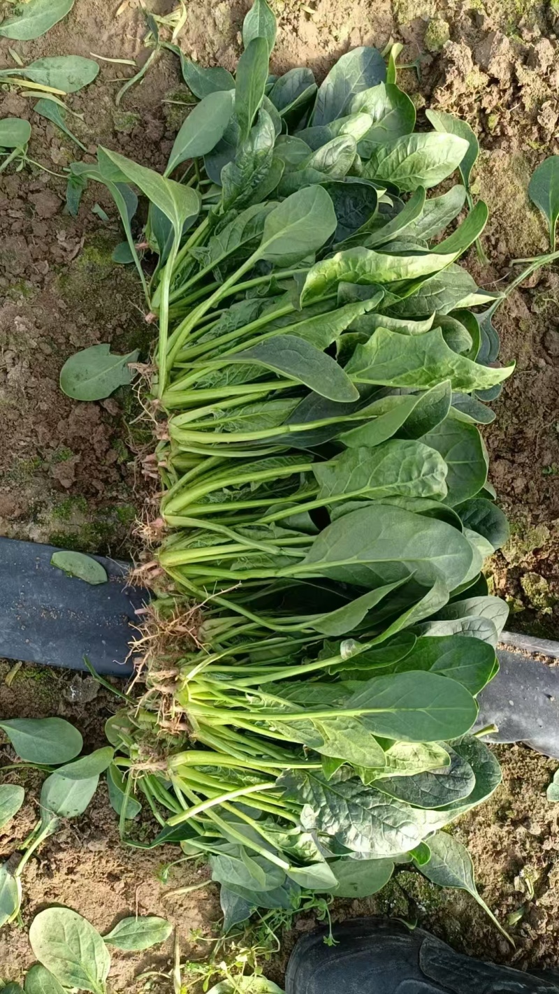 《精品菠菜》大叶菠菜/小叶菠菜/产地货源/全国整车批发