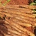 白玉山药种植基地常年供应市场超市电商口感粉糯香甜