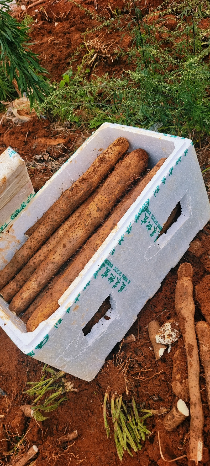 白玉山药种植基地常年供应市场超市电商口感粉糯香甜