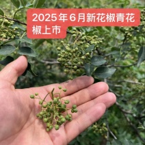 新鲜青花椒上市25年6月大红袍花椒。