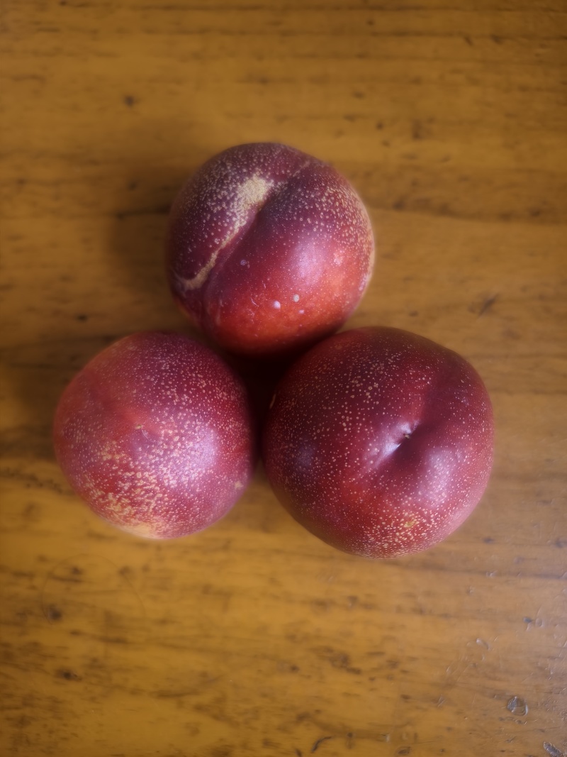 精品中油4
