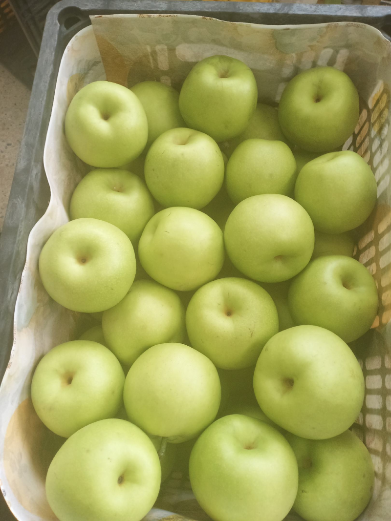 酥脆一号梨砀山梨品种齐全规格齐全质量保障对接全国