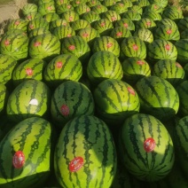 宁夏中卫石头瓜大量供应，糖度高乃运输质量三包