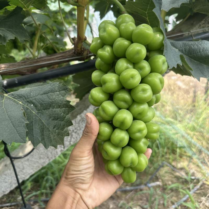 阳光玫瑰