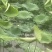 莲蓬批发