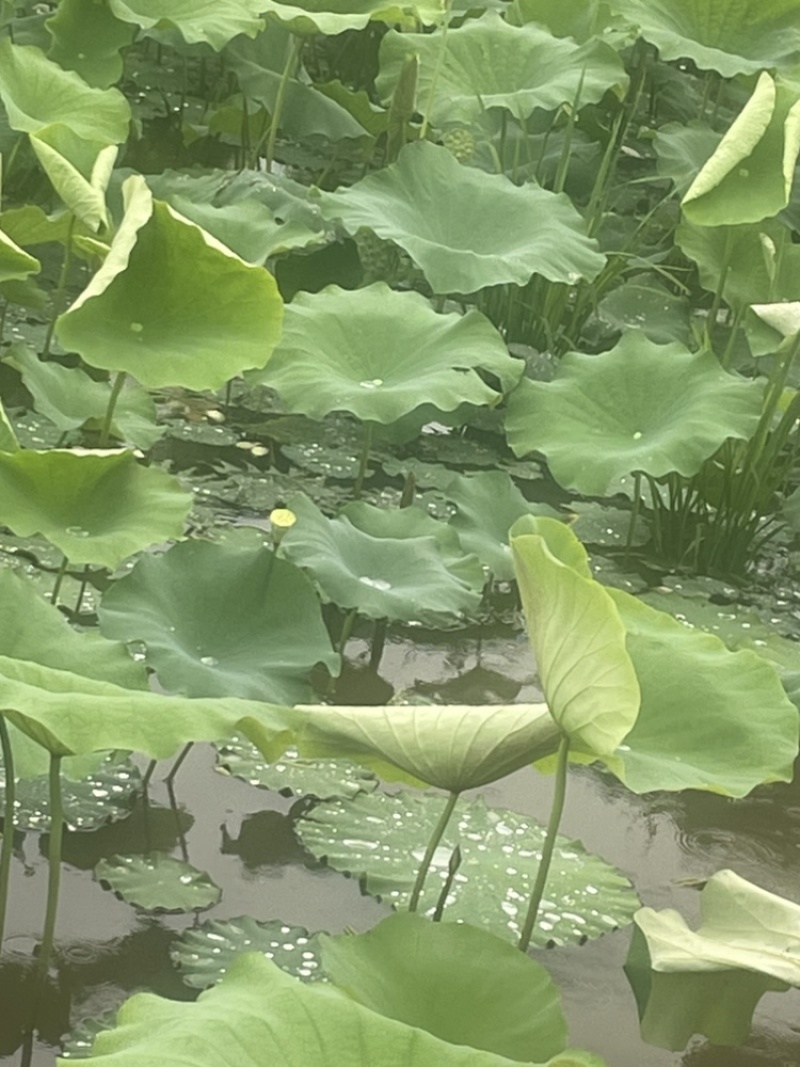 莲蓬批发