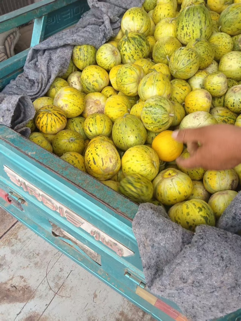 花蜜甜瓜甜瓜水果瓜果香甜可对接电商量大从优