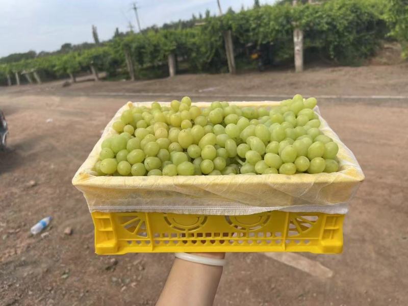 无核白葡萄，新疆特产，质量保证一手货源价格公道一条龙服务