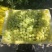 无核白葡萄，新疆特产，质量保证一手货源价格公道一条龙服务