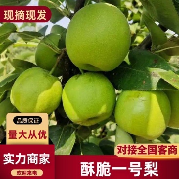 酥翠一号，翠冠梨，囗感脆甜，皮薄肉厚，对接批发市场和商超