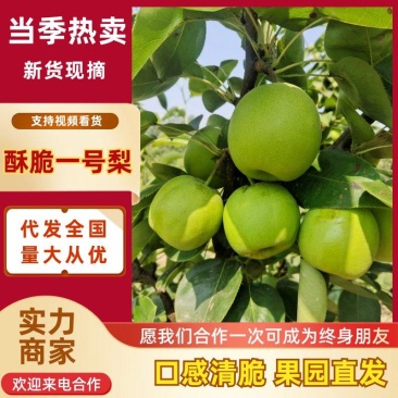 酥脆一号梨砀山梨品种齐全规格齐全质量保障对接全国