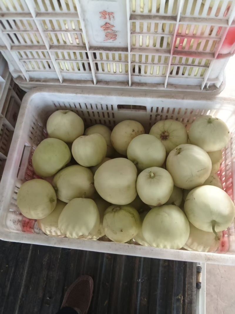 美浓甜瓜许昌甜瓜瓜果类鲜美可口可视频看货