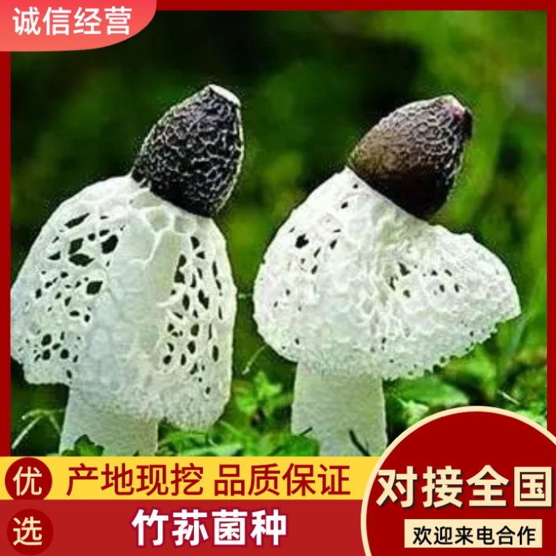竹荪菌种大量菌种供应产地直发新鲜采购