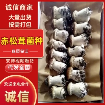 赤松茸菌种大量有货产地直发一手货源