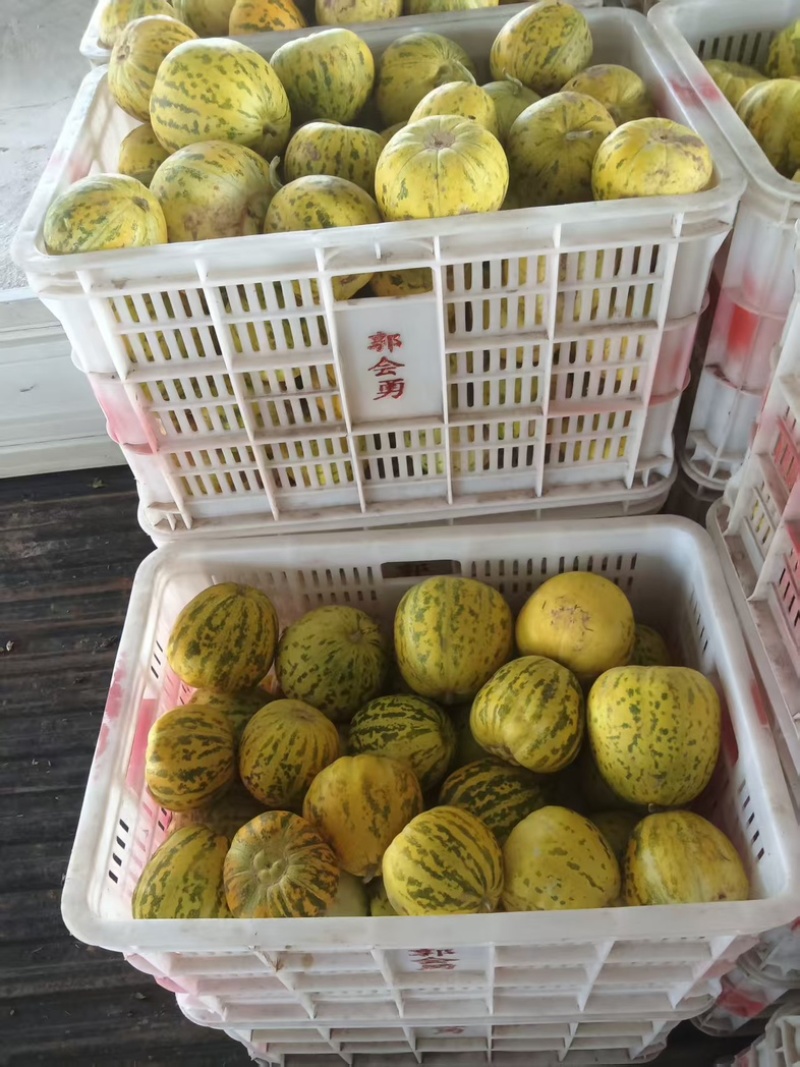 花蜜甜瓜甜瓜水果瓜果香甜可对接电商量大从优