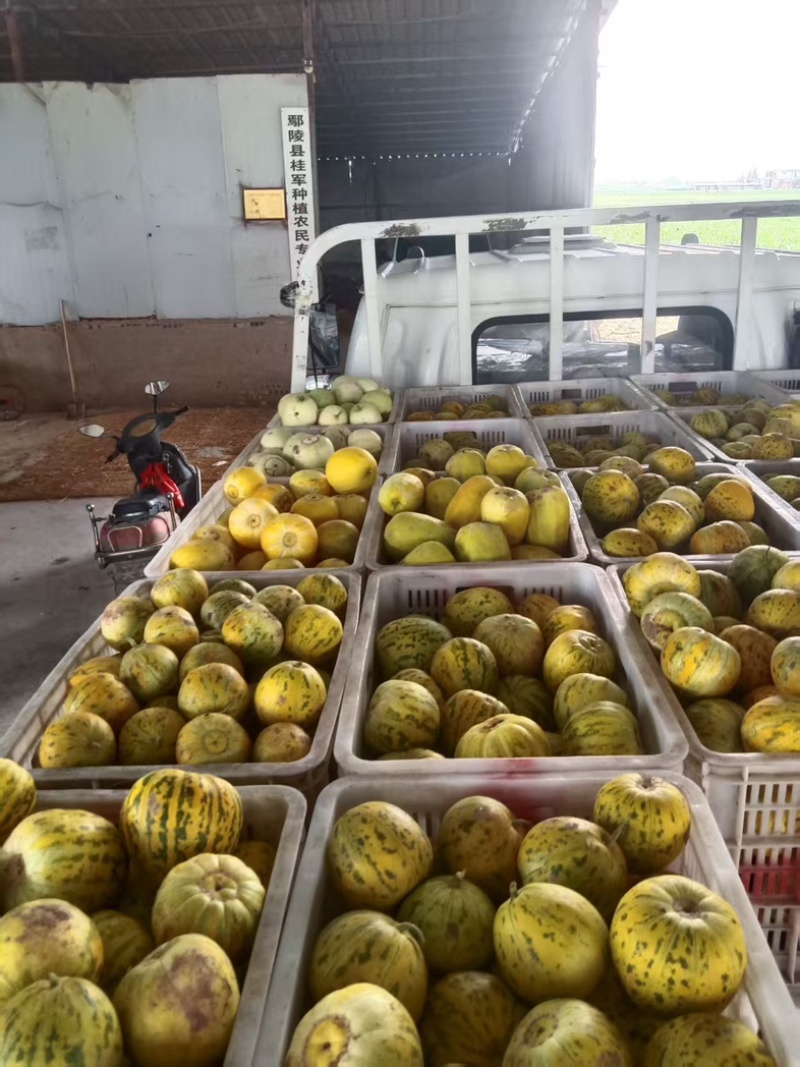 花蜜甜瓜甜瓜水果瓜果香甜可对接电商量大从优