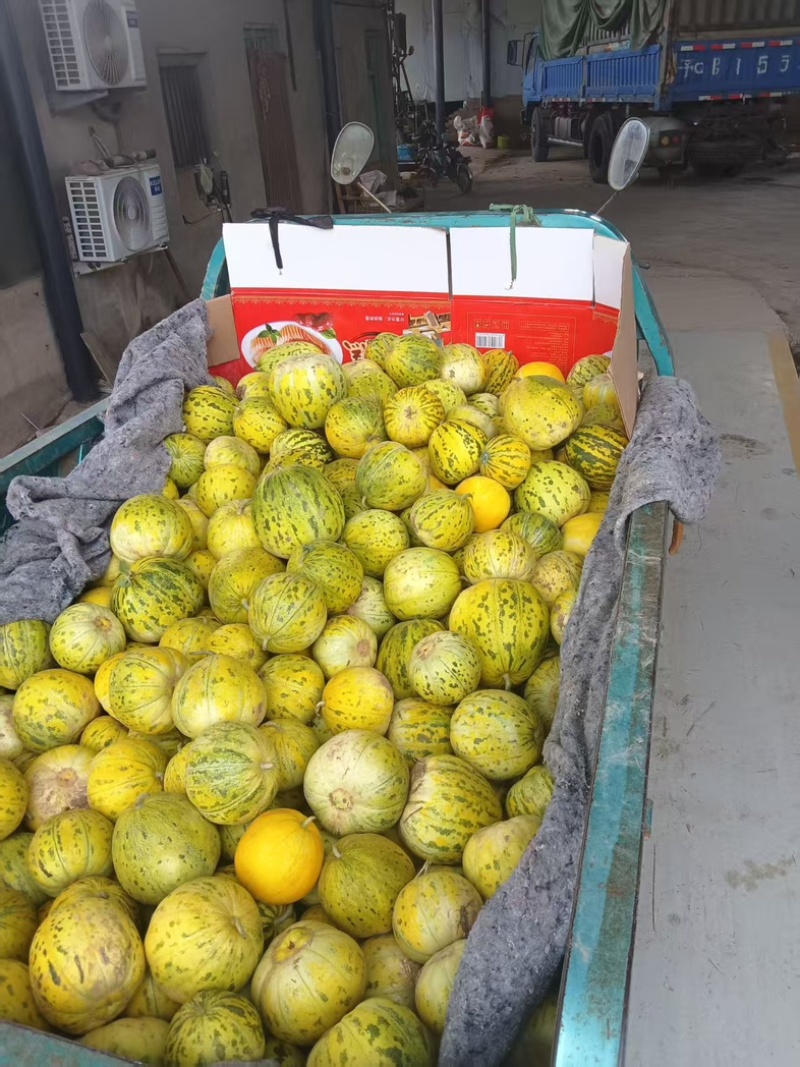 花蜜甜瓜甜瓜水果瓜果香甜可对接电商量大从优