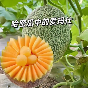 精品晓蜜25号产地直发
