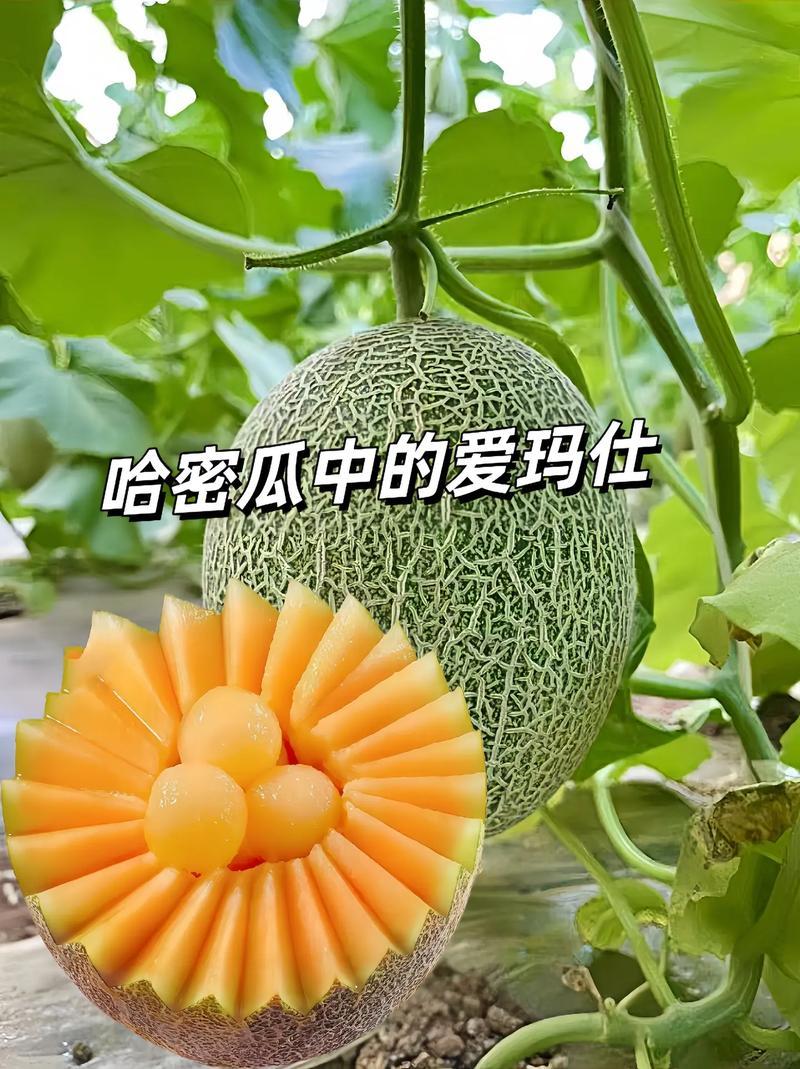 精品晓蜜25号产地直发