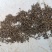 精品，茺蔚子
