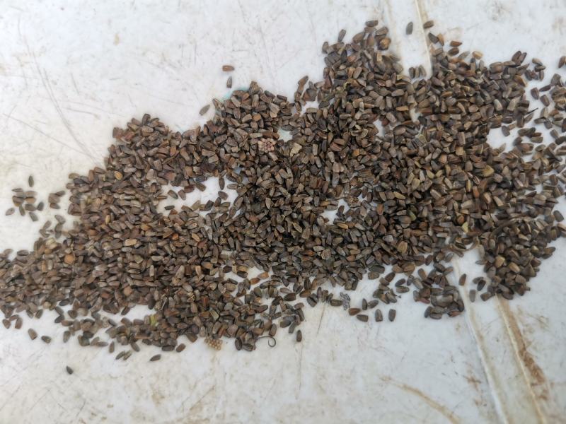 精品，茺蔚子