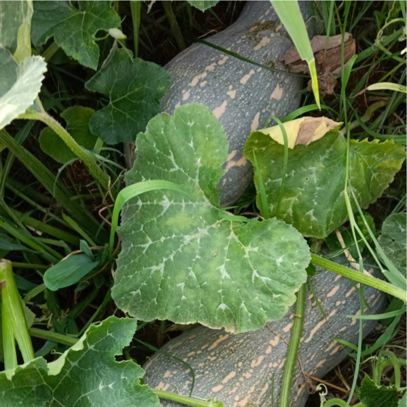 湖北南瓜，蜜本南瓜，供应电商市场，食堂工厂