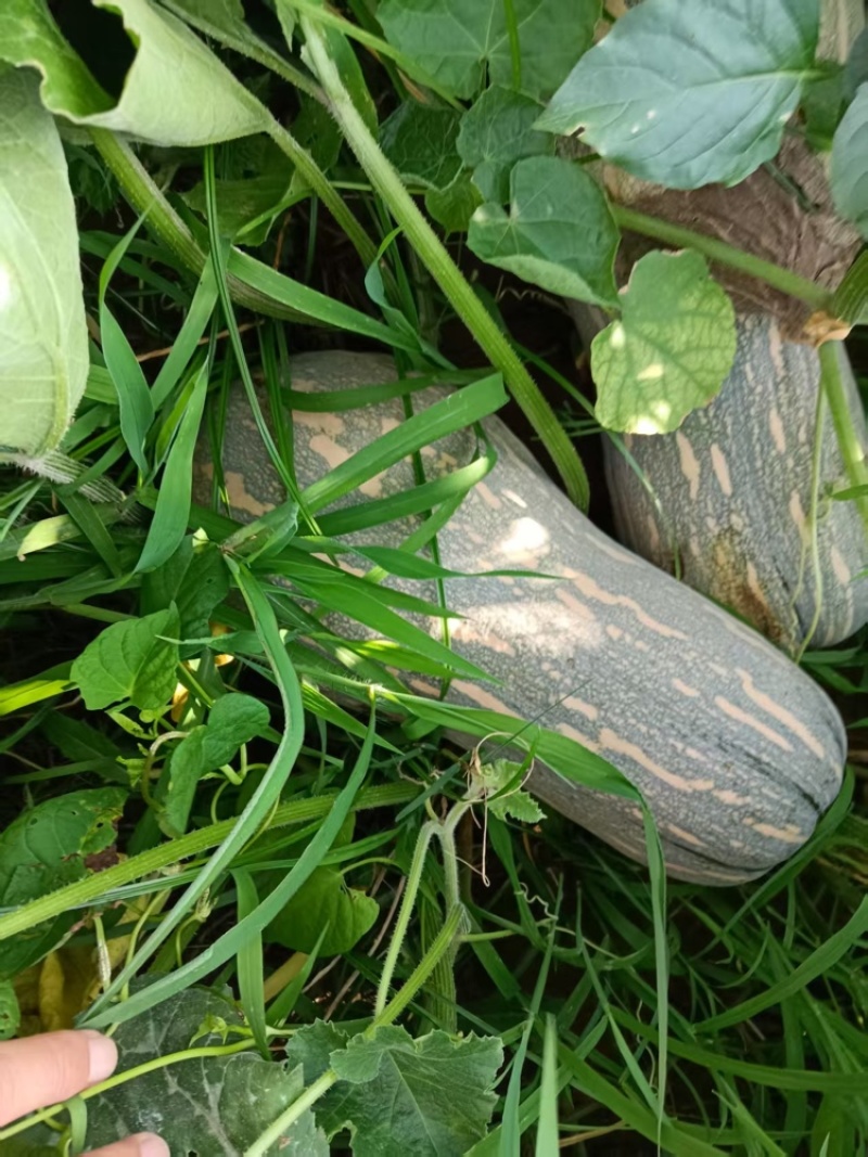 湖北南瓜，蜜本南瓜，供应电商市场，食堂工厂