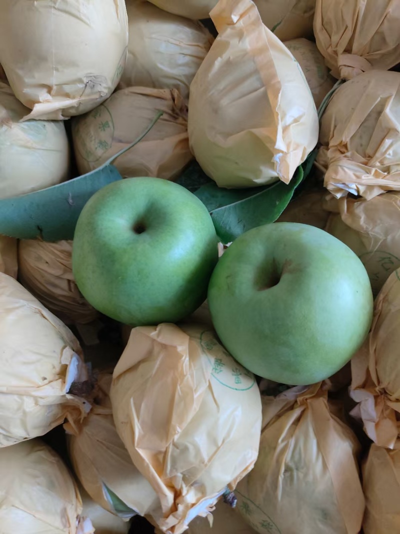 万亩翠玉早梨，大量供应，