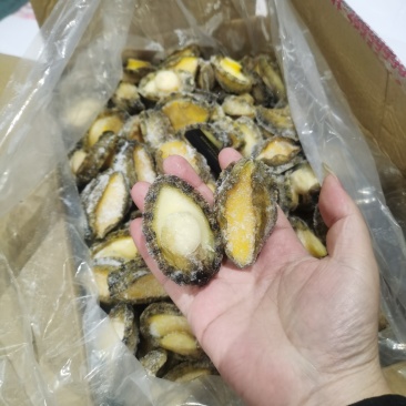 罗源鲍鱼，源头加工，各规格鲍鱼肉都有