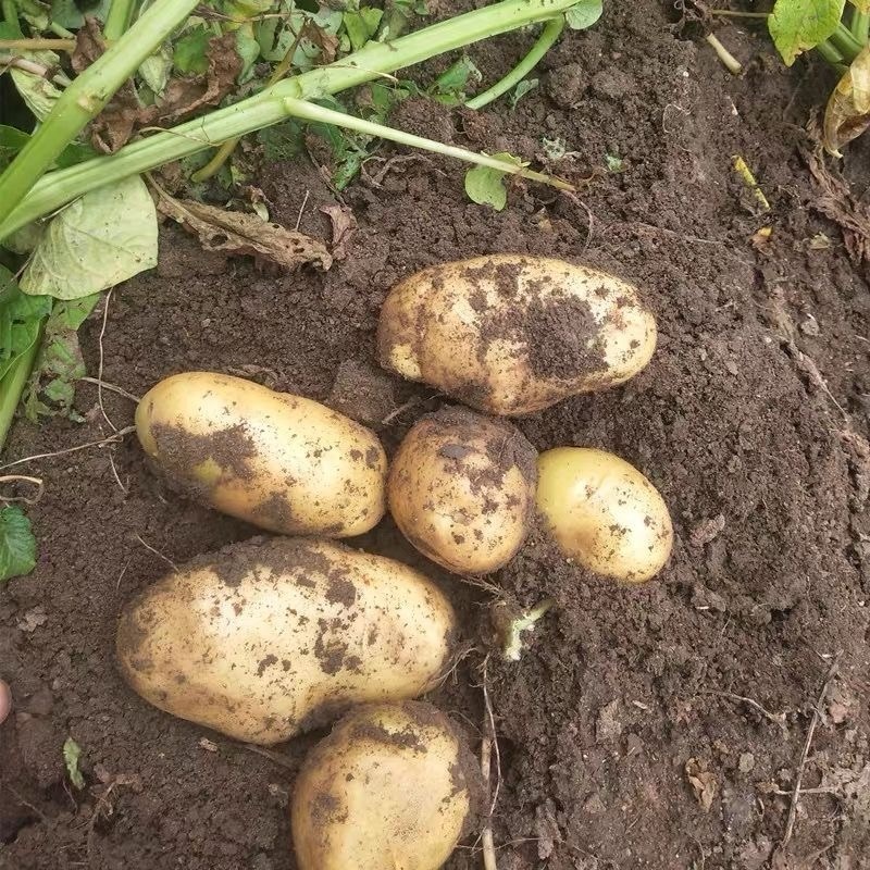 《推荐》辽宁沃土5号土豆基地直发对接全国保质保量一条龙