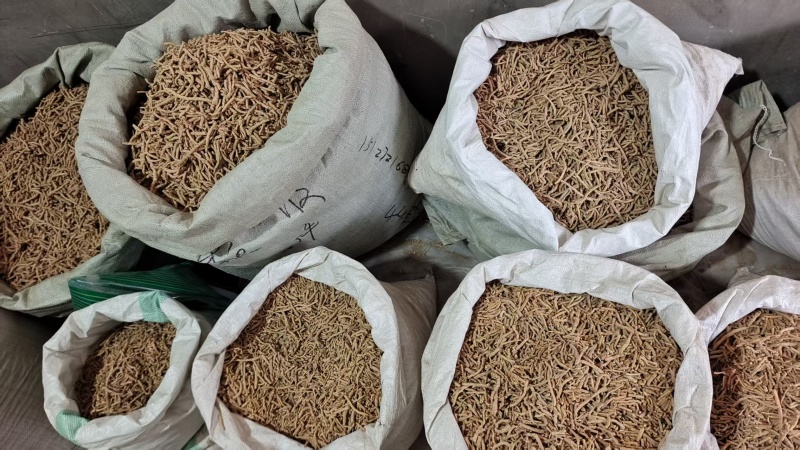 远志各种规格选货2斤包邮量大优惠