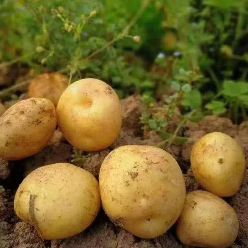 黄心土豆沃土5号土豆辽宁基地直发对接商超团购供应链