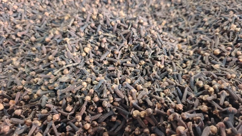 公丁香选货无硫调料中药材量大优惠