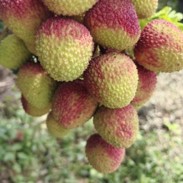 广西灵山县妃子笑#一手货源#产地向全国供应商超市场发货