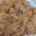 玉米须精选去黑头颜色好泡茶量大优惠