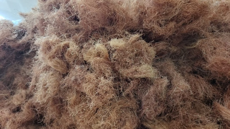 玉米须精选去黑头颜色好泡茶量大优惠