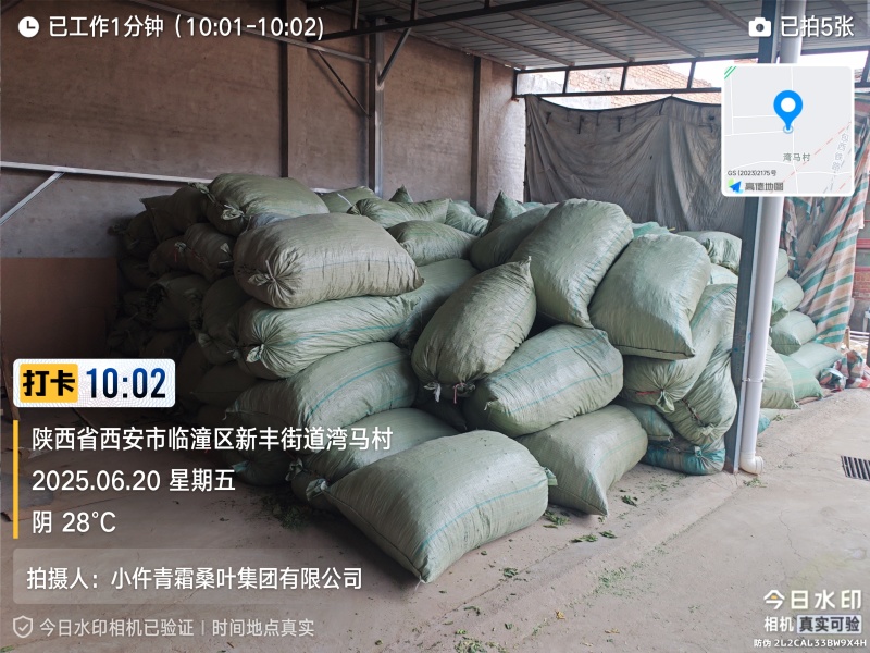 青桑叶大量供应
