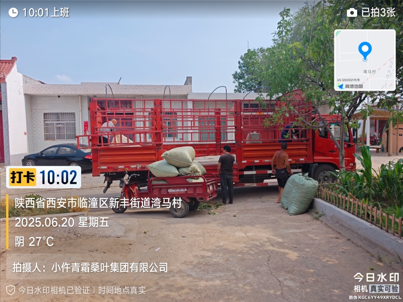 青桑叶大量供应