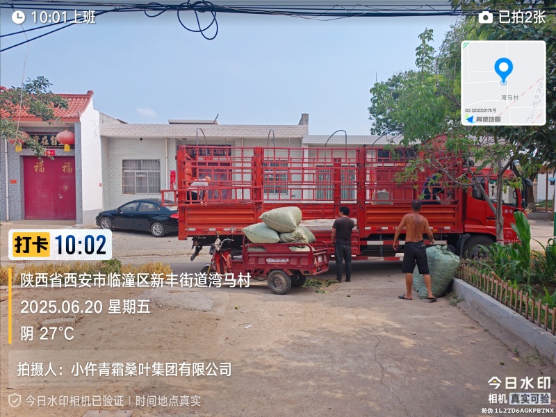 青桑叶大量供应
