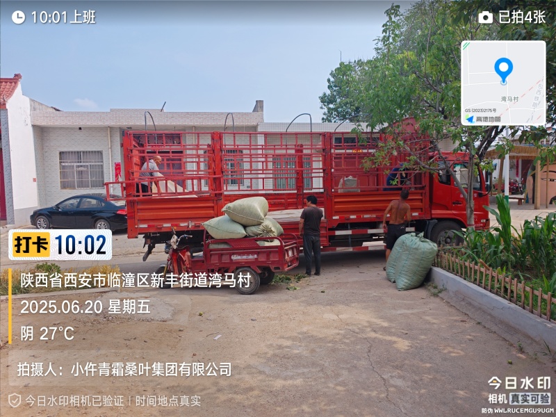 青桑叶大量供应
