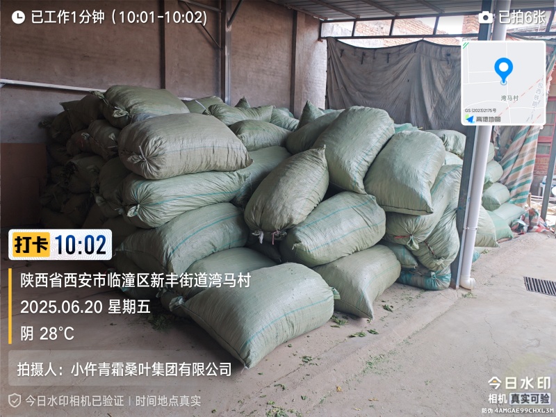青桑叶大量供应