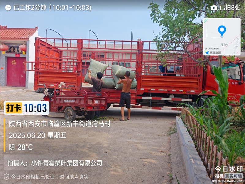 青桑叶大量供应