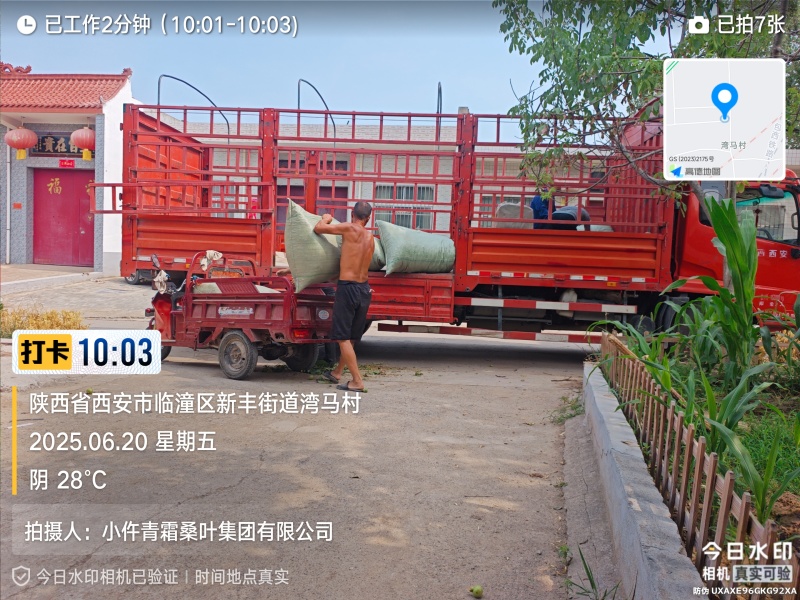 青桑叶大量供应
