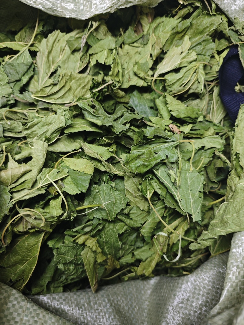 青桑叶大量供应