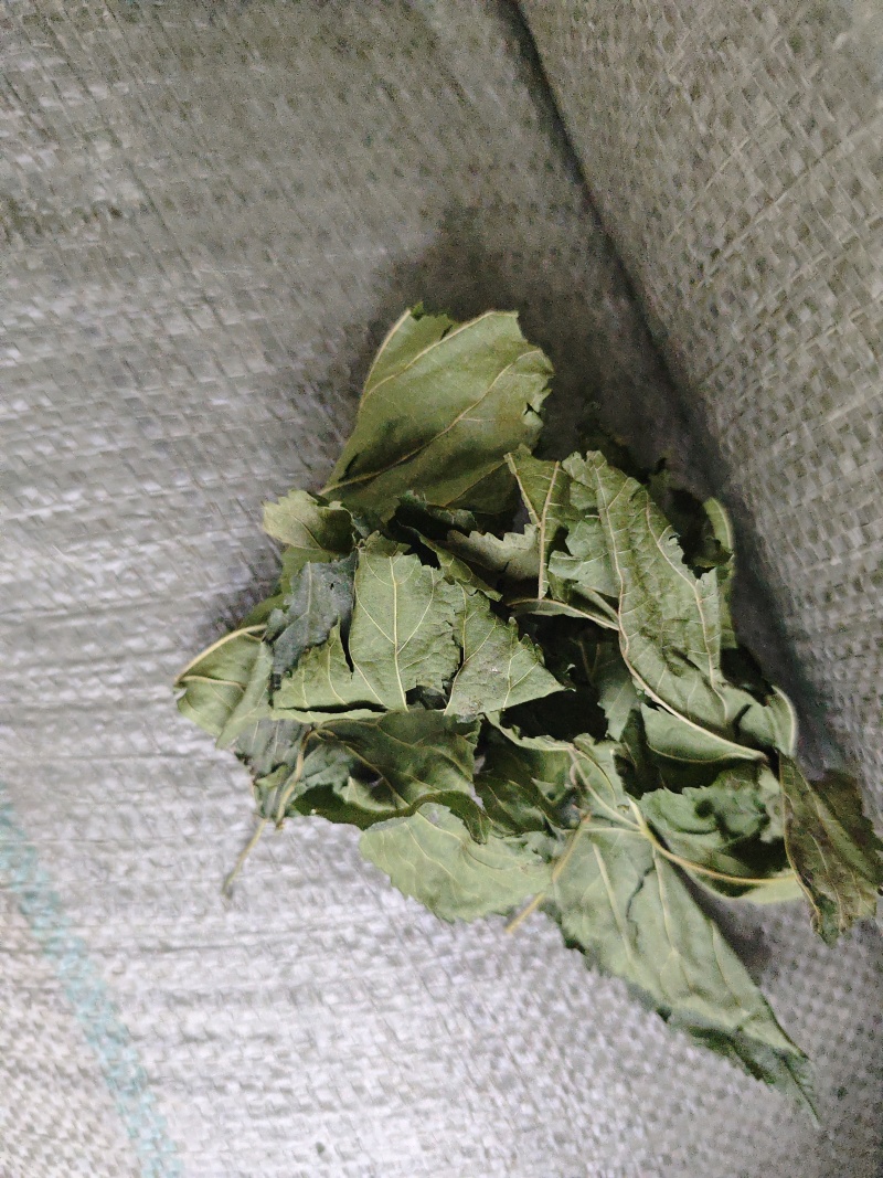 青桑叶大量供应
