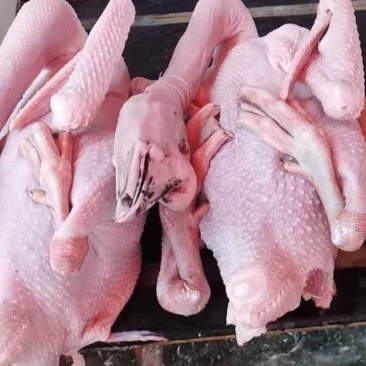 精品肉鹅