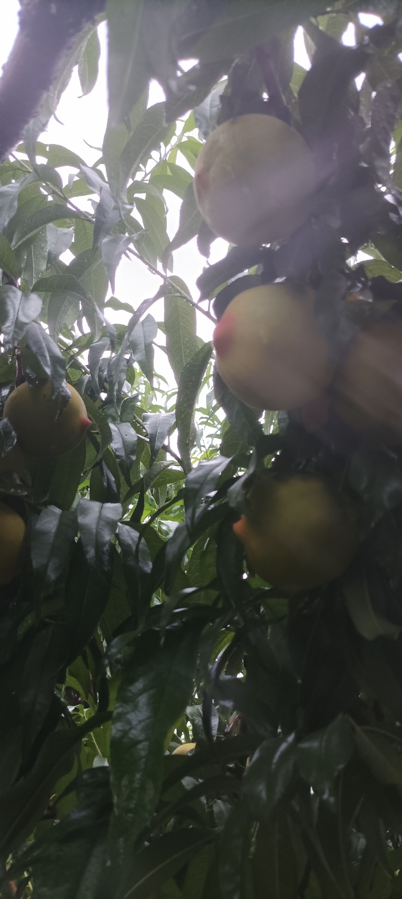 百万亩五号黄桃食品加工厂传用，大量供应中，